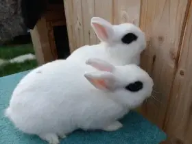 2 úžasné hodné samičky Zakrslý Hototský bílý