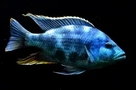 Nimbochromis livingstoni