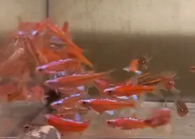 Notropis chrosomus - Jeleček duhový - jezírkové i akvarijní
