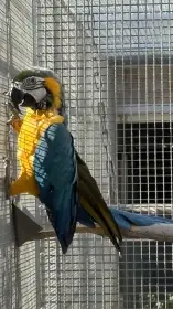 Samec Ara ararauna