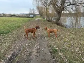 Rhodéský Ridgeback štěňátka bez PP