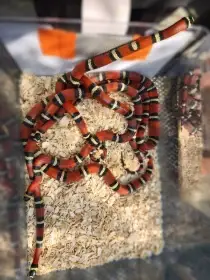 Lampropeltis triangulum sinaloae