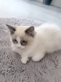 Ragdoll