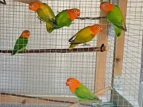 Agapornis fisheri