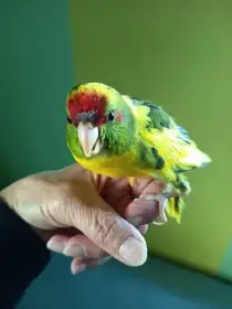 Kakariky rudočelý