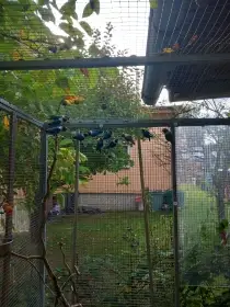 Agapornis škraboškový
