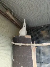 Kakadu salmaoucky