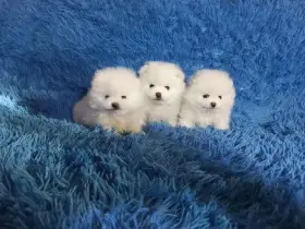 Krásná štěňátka pomeraniana