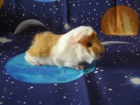 Bjorn Peruvian World