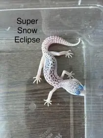 Gekončík noční