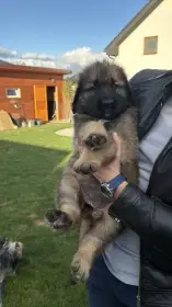 Leonberger s PP – poslední fenečka