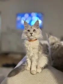 Mainská mývalí koťata s PP