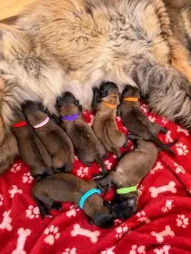 Leonberger – Leonberger štěňátka s průkazem původu FCI  SZACHAL