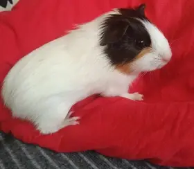 Prodám morče