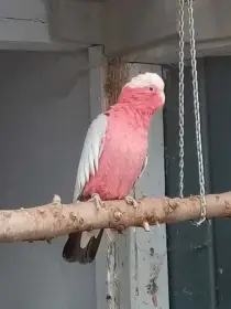 Koupím samičku Kakadu Růžového