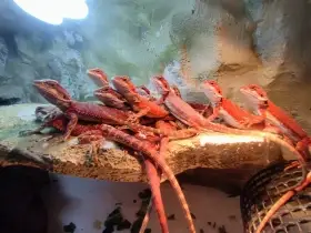 Agama vousatá