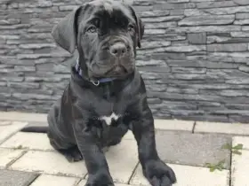 Americký Bandog - štěňata k rezervaci
