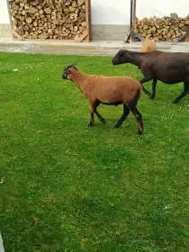 Beranek