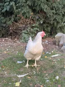 Slepičky