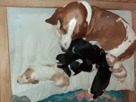 Basset Hound s PP
