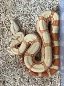 Hroznys kralovsky RLT Albino 100% het Anery