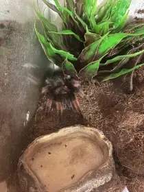 Brachypelma emilie