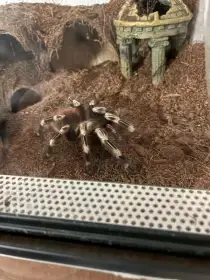 Nhandu chromatus