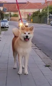 Akita Inu – krásná fenka hledá milující rodinu