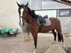 Hodný valach