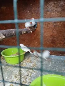 Prodám letošní zebřičky 0,1