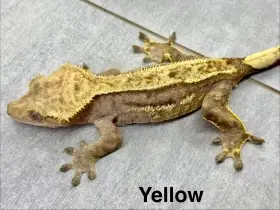 Samice Pagekon řasnatý _ Yellow