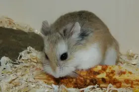 Roboráčci