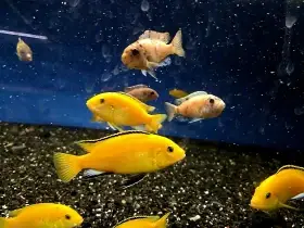 Labidochromis caeruleus