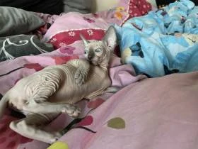 Kanadský sphynx