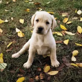 Labradorský retrívr