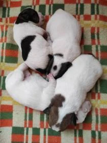 JRT hladosrstý
