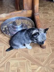 čivava dlouhosrstá s PP fenka