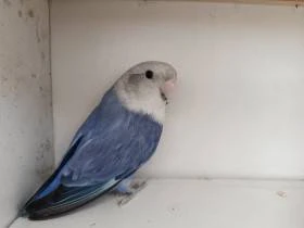 Agapornis růžohrdlý