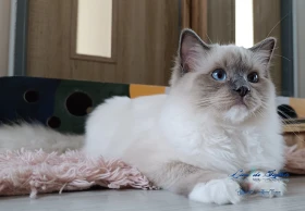 Ragdoll kotě-kocourek