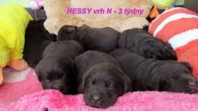 Labradorský retrívr s PP