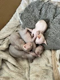 Koťata typ kanadský sphynx