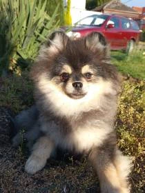 Štěňátka pomeranian s PP - poslední dva mazlíci !
