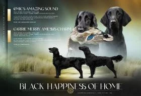 Flat coated retriever