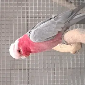 Kakadu růžový