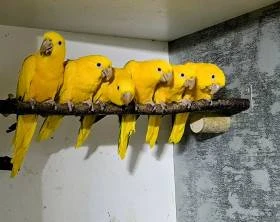 Guaruba guarouba,aratinga žltá,golden conure