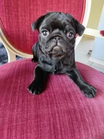 Mops s PP