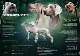 Výmarský ohař - Výmar s PP