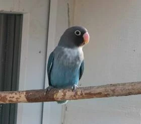 Agapornis hnědohlavý