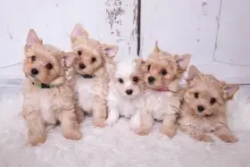 Golddust yorkshire terrier