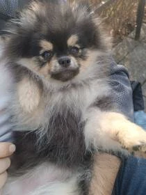 Štěňátka pomeranian s PP - poslední dva mazlíci !
